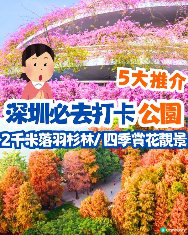 深圳必去打卡公園5大推介🌲2千米落羽杉林/ 四季賞花靚景‼️