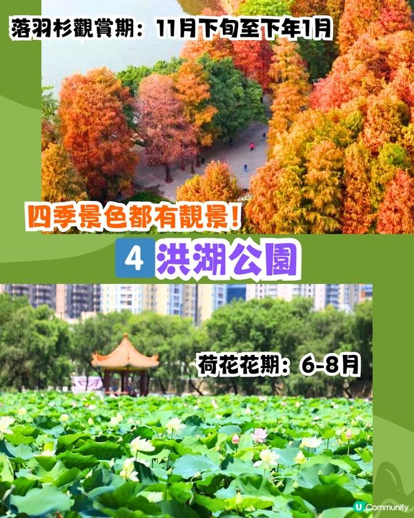 深圳必去打卡公園5大推介🌲2千米落羽杉林/ 四季賞花靚景‼️