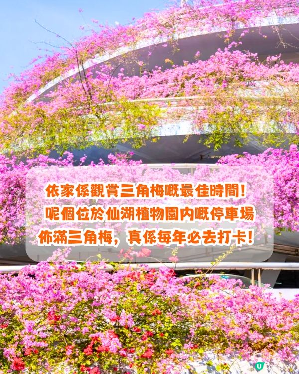 深圳必去打卡公園5大推介🌲2千米落羽杉林/ 四季賞花靚景‼️