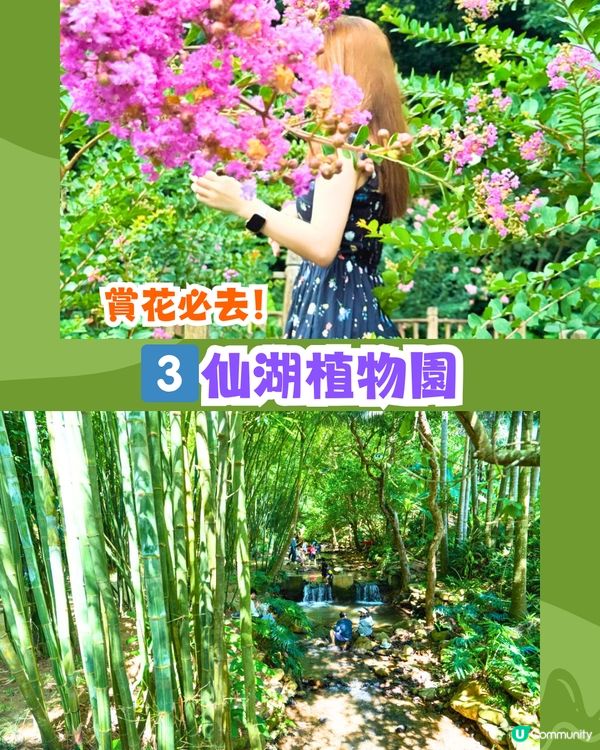 深圳必去打卡公園5大推介🌲2千米落羽杉林/ 四季賞花靚景‼️