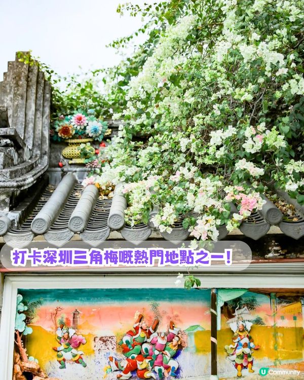 深圳必去打卡公園5大推介🌲2千米落羽杉林/ 四季賞花靚景‼️