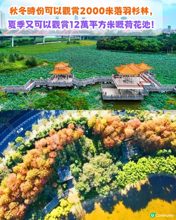 深圳必去打卡公園5大推介🌲2千米落羽杉林/ 四季賞花靚景‼️