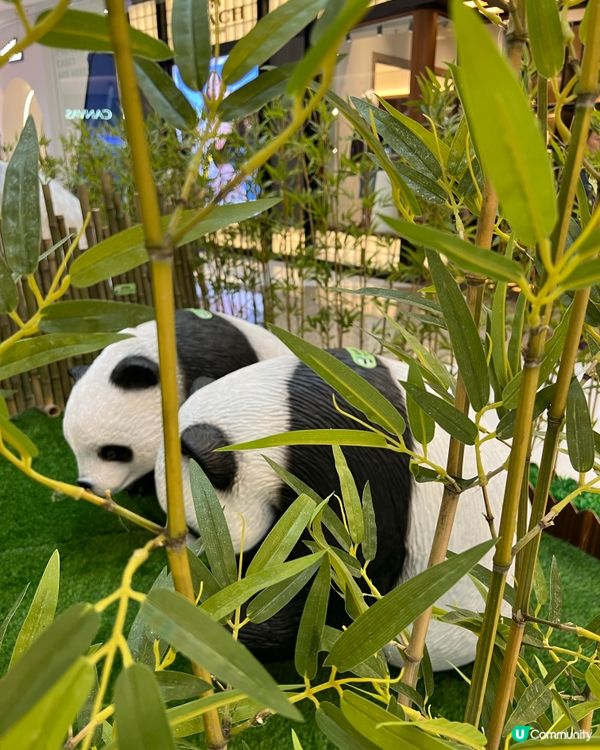 旺角MOKO 「熊貓三寶」見面會🐼🍃📸✨