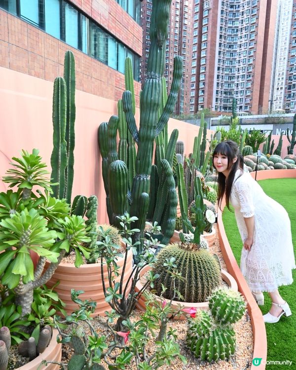 仙人掌綠植園