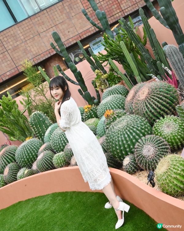 仙人掌綠植園