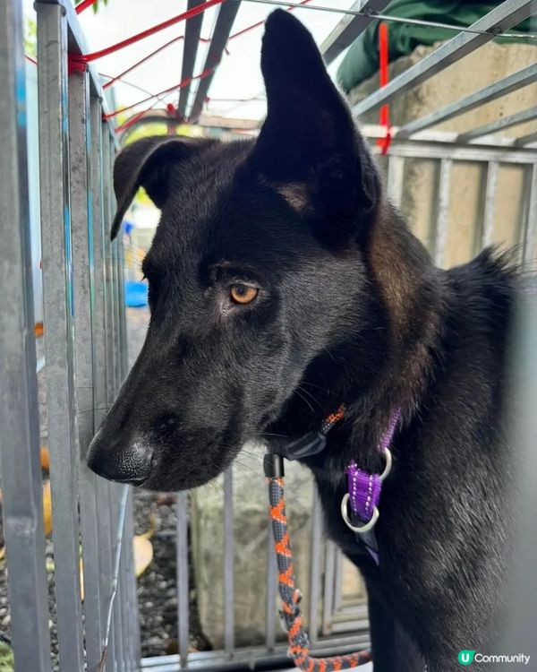 📎 略盡綿力📰告示 尋找領養/暫託