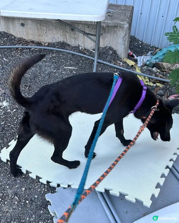 📎 略盡綿力📰告示 尋找領養/暫託