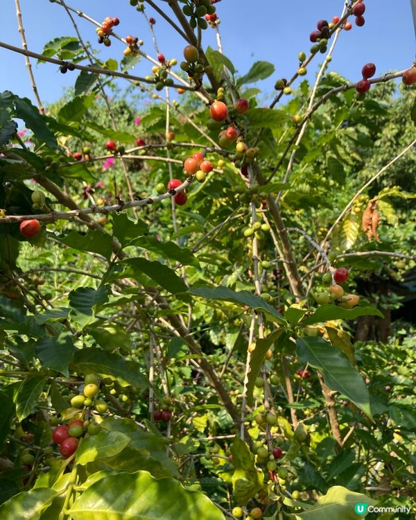 錦田比比書屋，放鬆身心好去處 😌📚