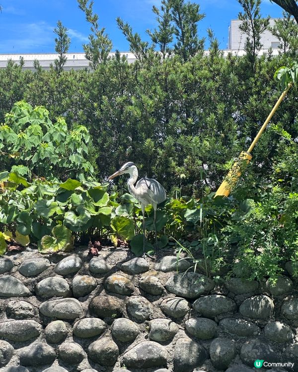 🇯🇵福岡柳川遊船仔+必食蒸籠鰻魚飯🍱