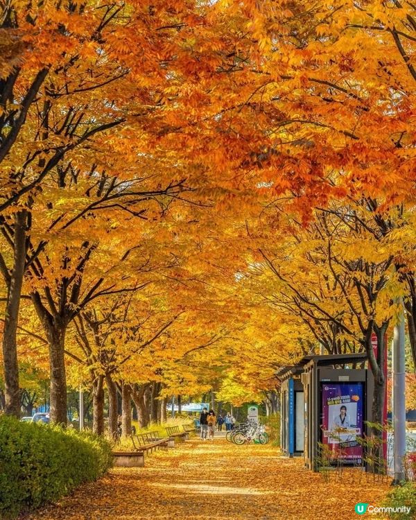 首爾秋季賞紅葉必去七大景點😍😍😍