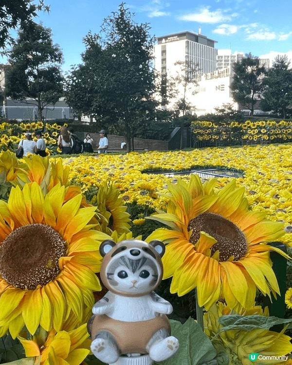 名古屋大名古屋大廈5/F，期間限定～向日葵天空花園