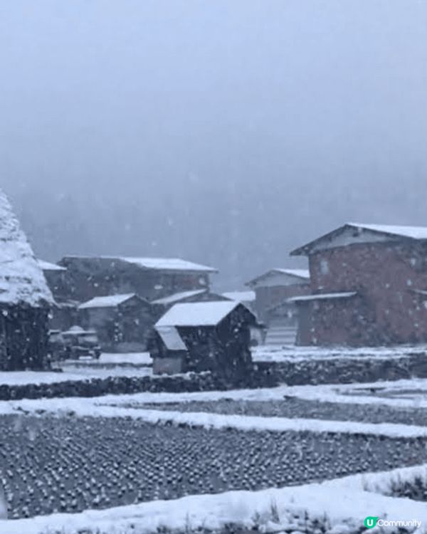 平日不會看到下雪的香港人，到日本旅行時遇見初雪，必須即時把這...