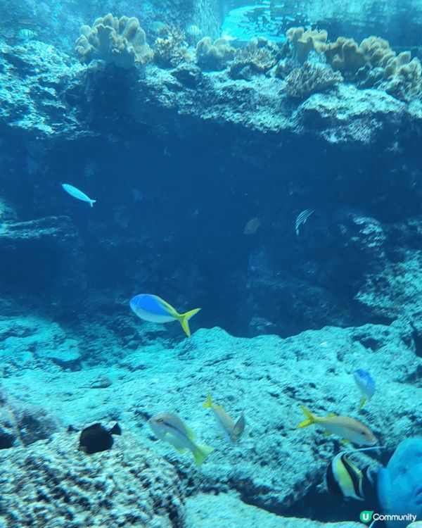沖繩睇海底珊瑚之旅， 品嚐沖繩獨有海鮮夜光珠和美味的龍蝦。