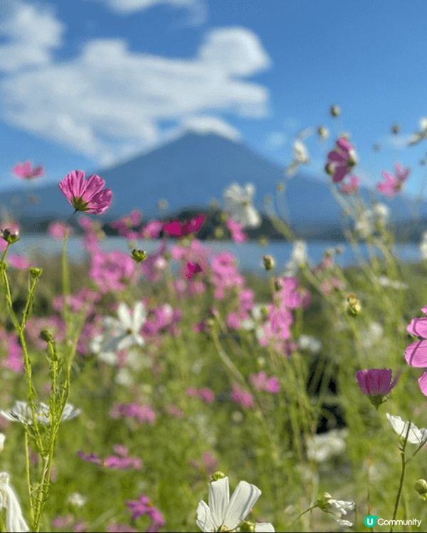 剛在九月去了富士山，非常推薦去東京去大石公園和時鐘街，不論怎...