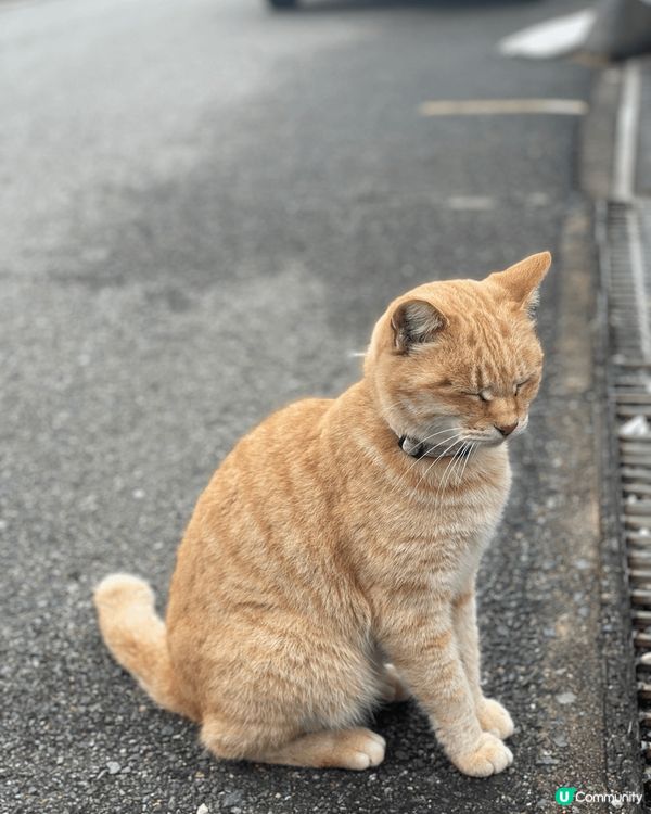 福岡相島，著名的貓島，好多貓貓全部都好痴人