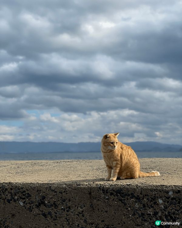 福岡相島，著名的貓島，好多貓貓全部都好痴人