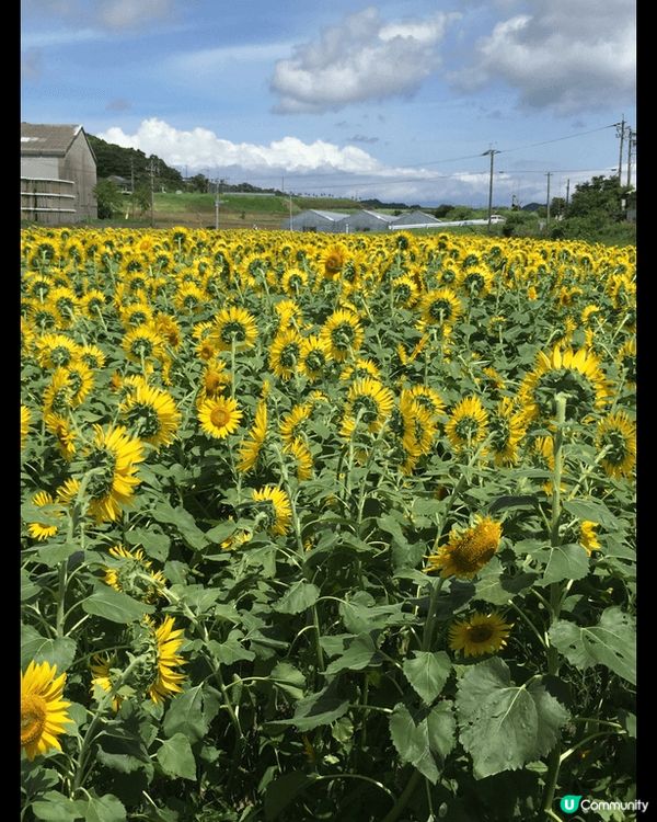 快樂回憶，日本九州充電之旅，千里迢迢的唐船峽 流水麵，宮崎的...
