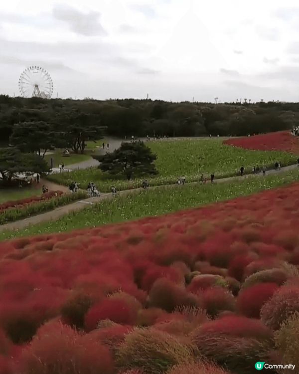 日本的春夏秋冬有不同的景色，無論是春天的櫻花、秋季的掃帚草、...