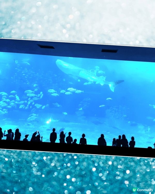 沖繩美麗海水族館~水族館又大又靚，現場看到鯨鯊，真係好巨大，...