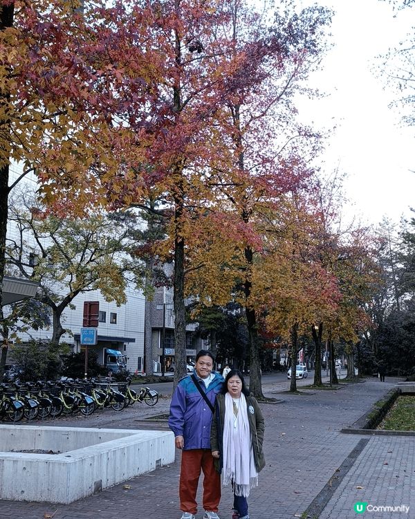 係名古屋食炸豬扒飯，厚切鬆脆，真係非常好食，參觀合掌屋，環境...