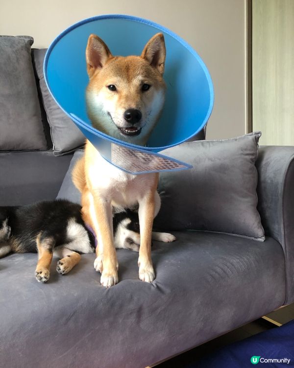 📎 勝利✌️的笑容