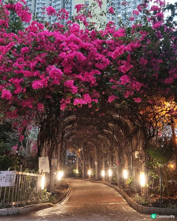 迪士尼夜遊都幾好玩，順便睇埋煙花盛宴⋯⋯大人小孩都啱玩