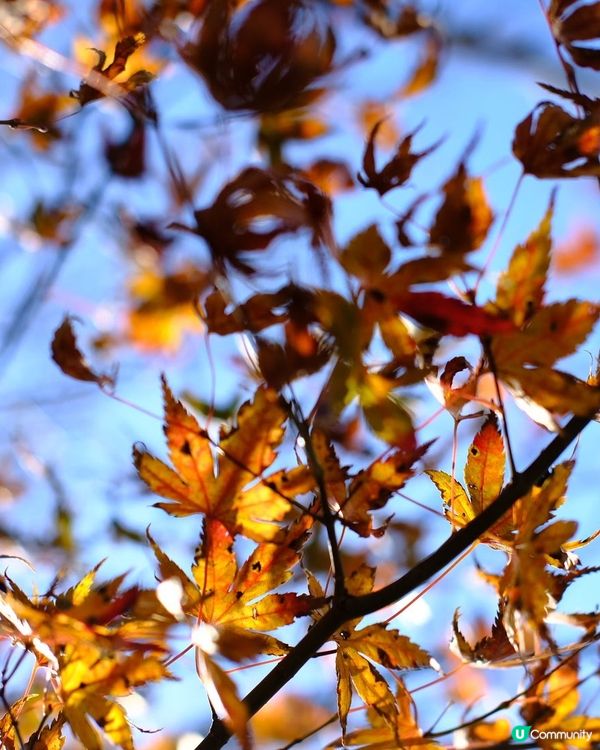 箱根賞楓之旅🍁富士山下醉人美景！