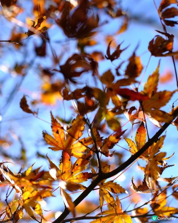 箱根賞楓之旅🍁富士山下醉人美景！