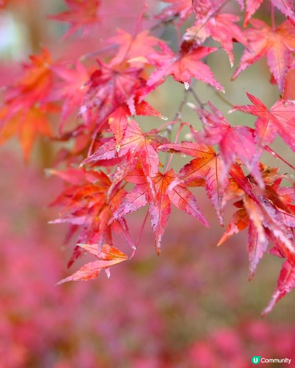 箱根紅葉之旅🍁美術館打卡📸