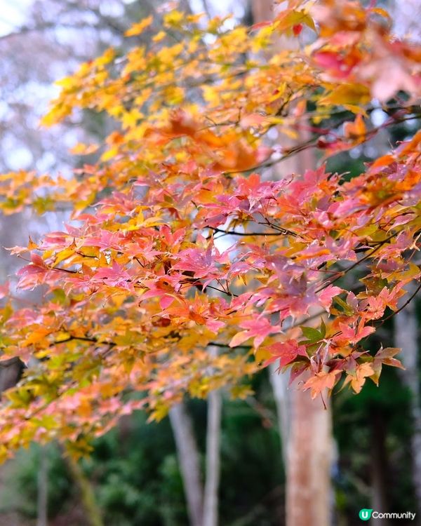 箱根紅葉之旅🍁美術館打卡📸