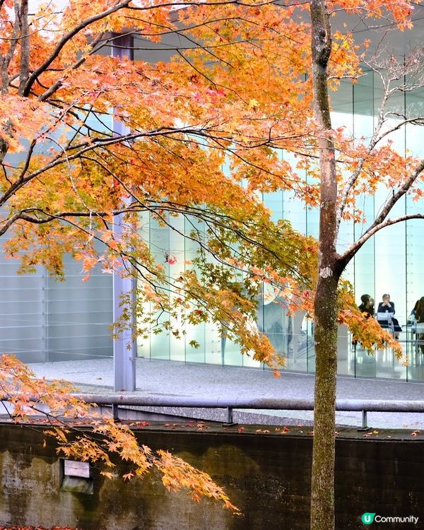 箱根紅葉之旅🍁美術館打卡📸