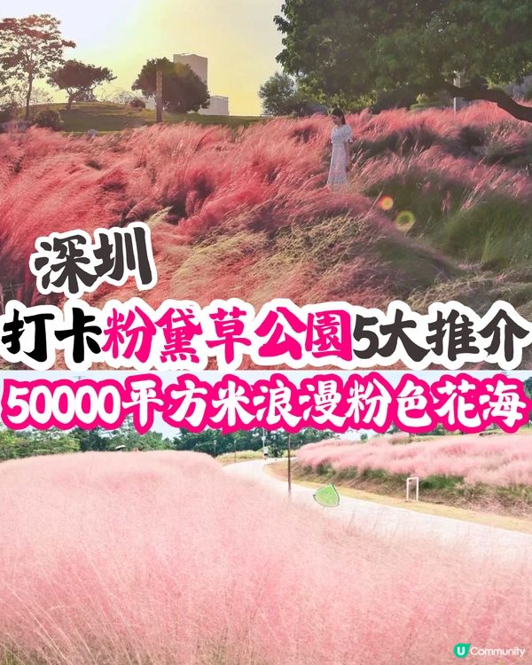深圳打卡粉黛草公園5大推介🩷50000平方米浪漫粉色花海‼️