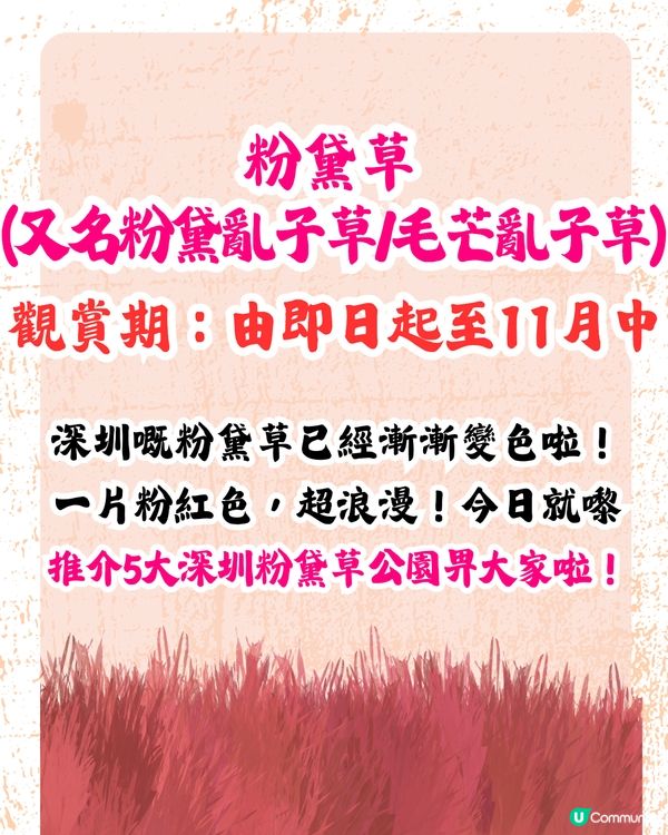深圳打卡粉黛草公園5大推介🩷50000平方米浪漫粉色花海‼️