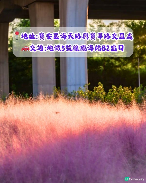 深圳打卡粉黛草公園5大推介🩷50000平方米浪漫粉色花海‼️