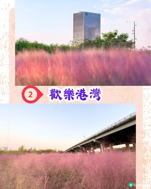 深圳打卡粉黛草公園5大推介🩷50000平方米浪漫粉色花海‼️
