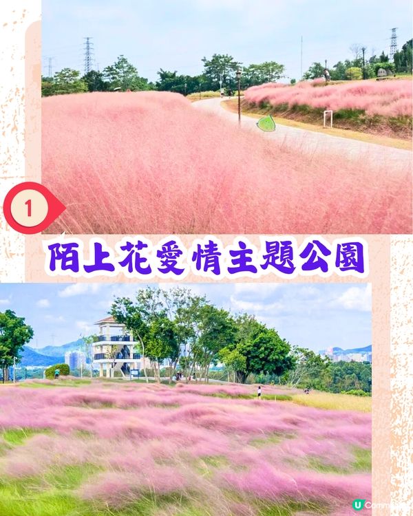 深圳打卡粉黛草公園5大推介🩷50000平方米浪漫粉色花海‼️