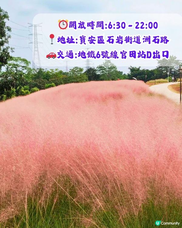 深圳打卡粉黛草公園5大推介🩷50000平方米浪漫粉色花海‼️