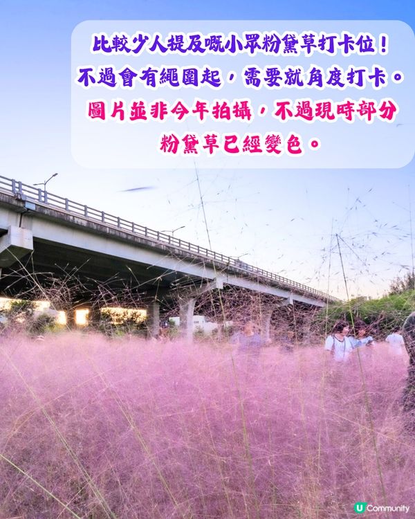 深圳打卡粉黛草公園5大推介🩷50000平方米浪漫粉色花海‼️