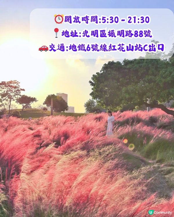 深圳打卡粉黛草公園5大推介🩷50000平方米浪漫粉色花海‼️