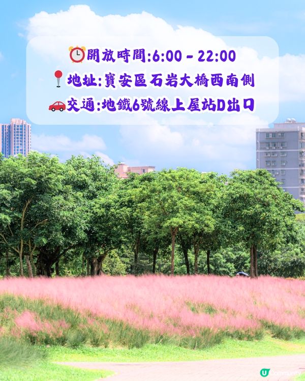 深圳打卡粉黛草公園5大推介🩷50000平方米浪漫粉色花海‼️