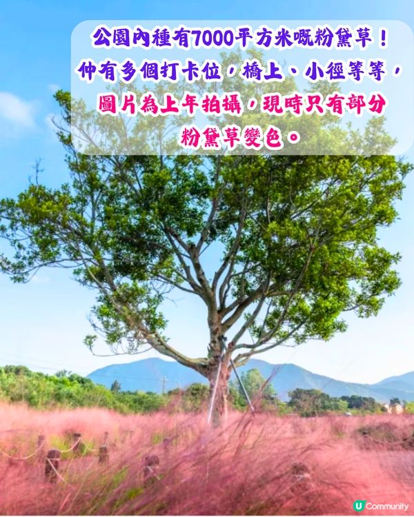 深圳打卡粉黛草公園5大推介🩷50000平方米浪漫粉色花海‼️