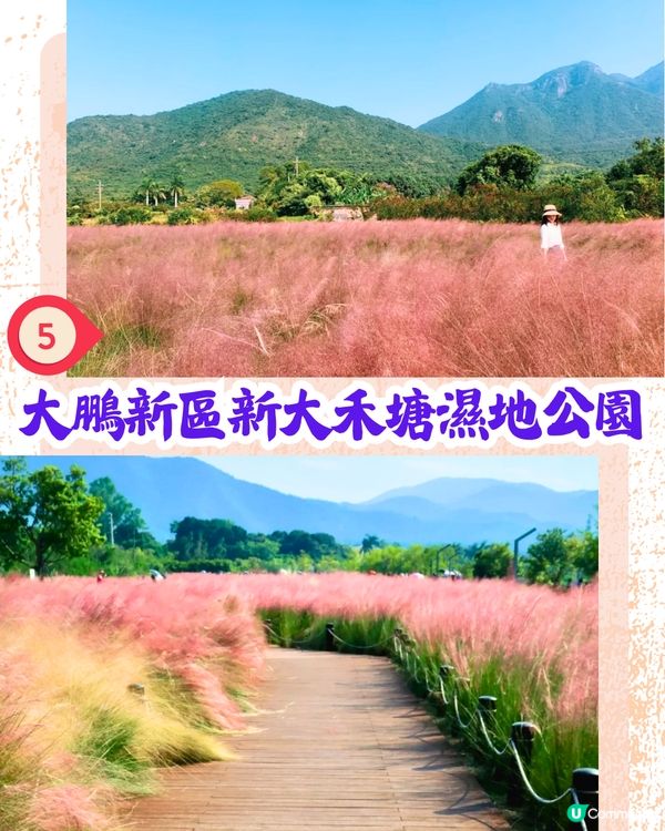 深圳打卡粉黛草公園5大推介🩷50000平方米浪漫粉色花海‼️