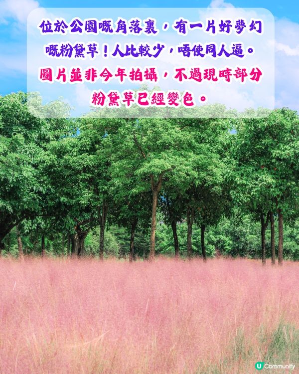 深圳打卡粉黛草公園5大推介🩷50000平方米浪漫粉色花海‼️