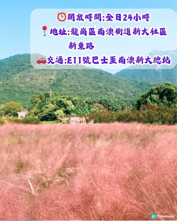深圳打卡粉黛草公園5大推介🩷50000平方米浪漫粉色花海‼️