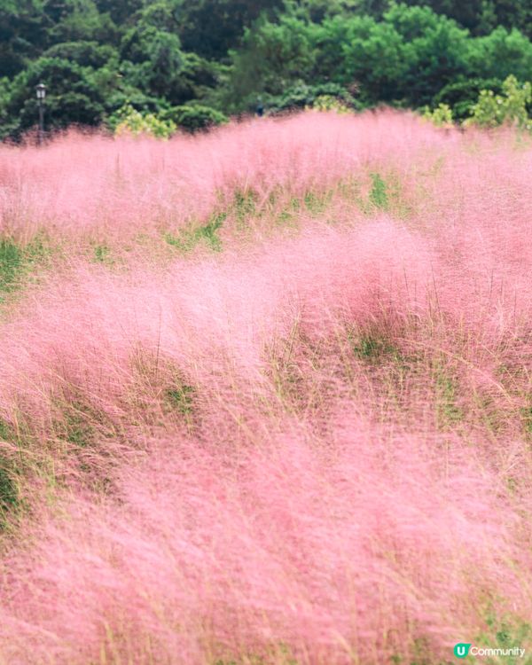 深圳打卡粉黛草公園5大推介🩷50000平方米浪漫粉色花海‼️