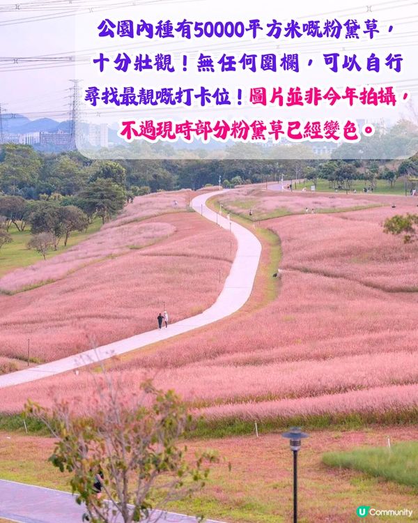 深圳打卡粉黛草公園5大推介🩷50000平方米浪漫粉色花海‼️