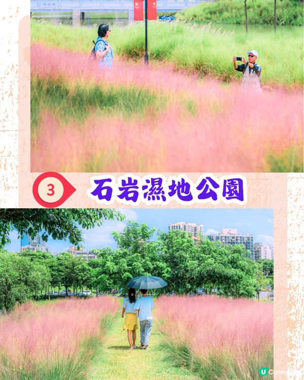 深圳打卡粉黛草公園5大推介🩷50000平方米浪漫粉色花海‼️