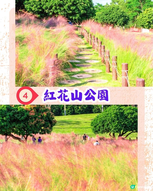 深圳打卡粉黛草公園5大推介🩷50000平方米浪漫粉色花海‼️