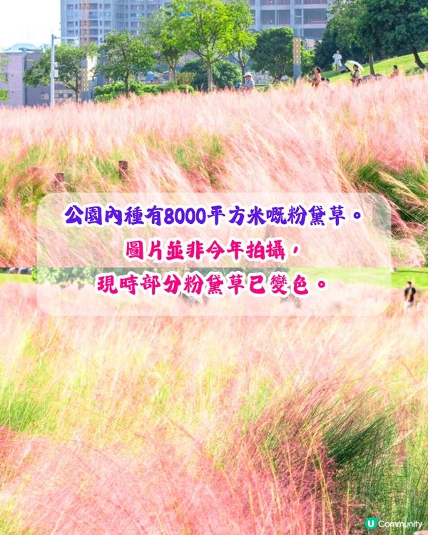 深圳打卡粉黛草公園5大推介🩷50000平方米浪漫粉色花海‼️