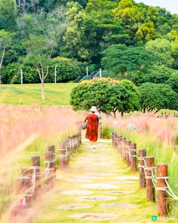 深圳打卡粉黛草公園5大推介🩷50000平方米浪漫粉色花海‼️